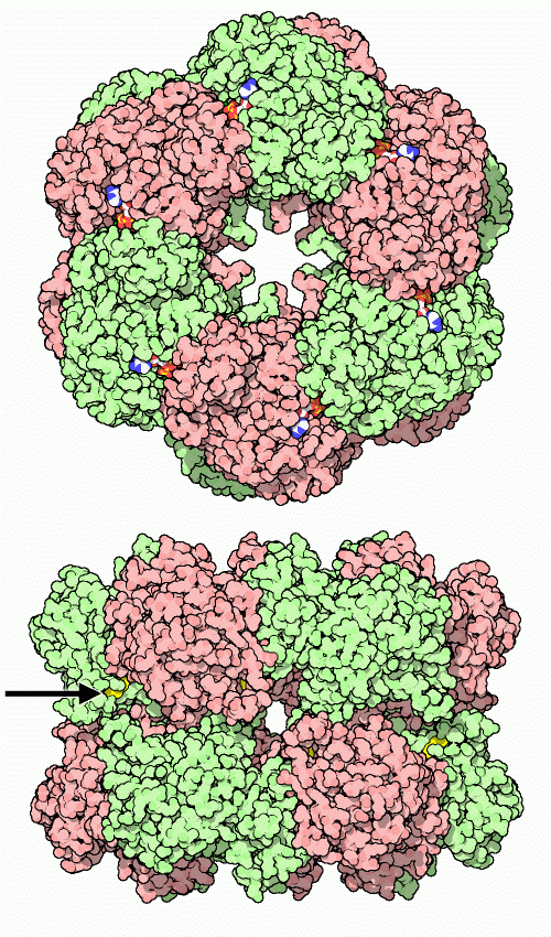 Glutamine synthetase. The site of modification by ADP ribosylation is shown with an arrow.