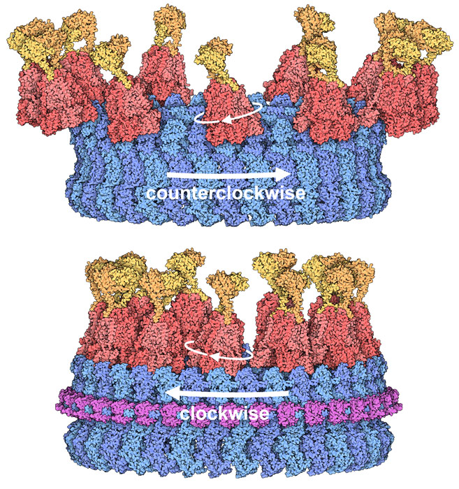 The direction of rotation is determined by the position of the stator around the C-ring.