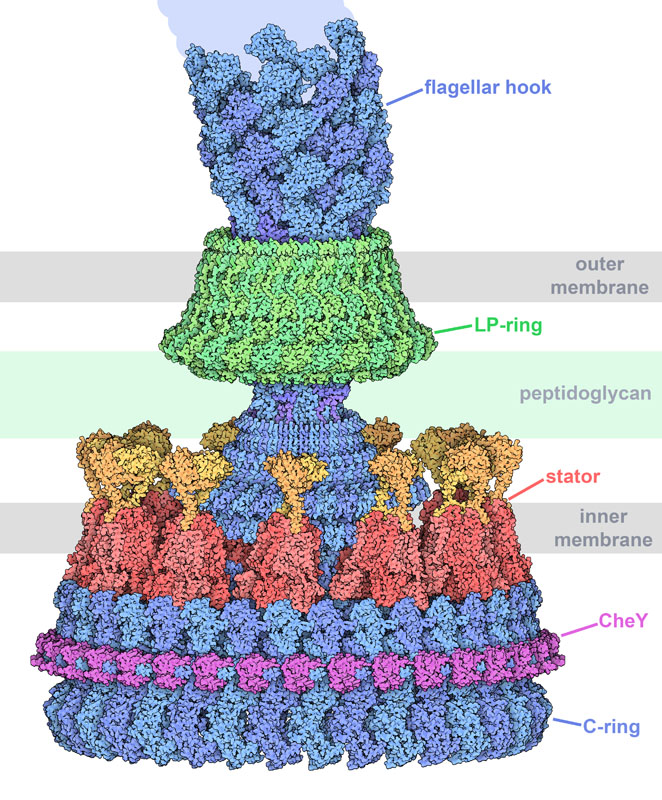 Flagellar motor of Salmonella bacteria. The two membranes and peptidoglycan are shown schematically in gray and green.