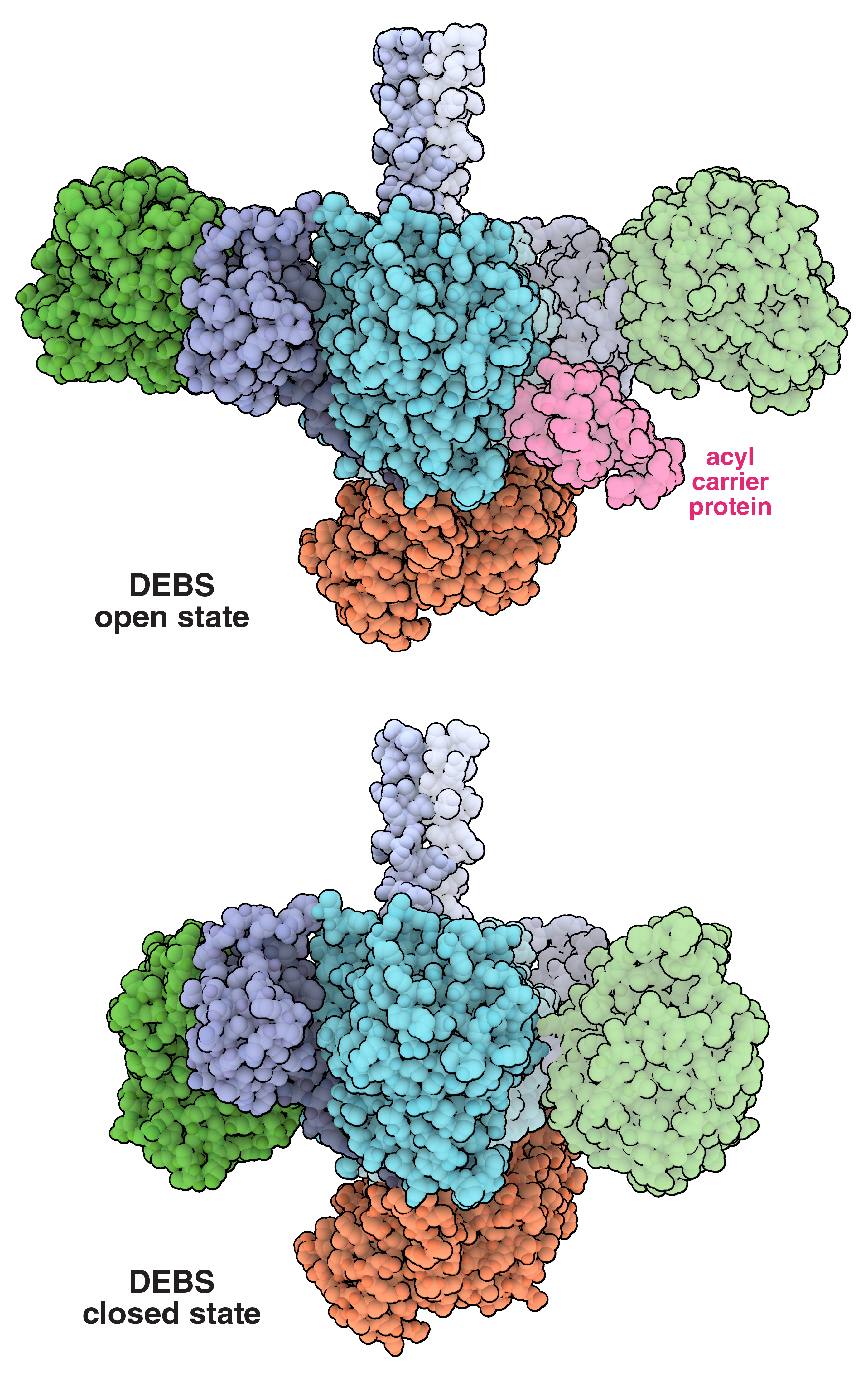 In the open state (PDB 7M7F), one ACP is seen bound to the ketosynthase (KS) domain of DEBS M1. In the closed state (PDB 7M7J ), the ACP domain is sterically blocked from binding at the KS site.