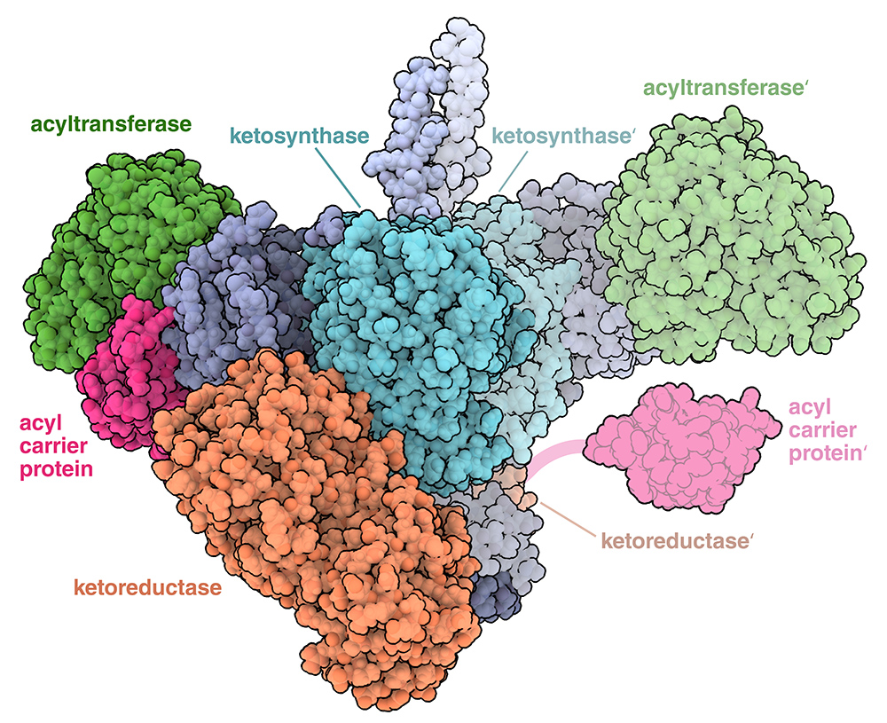 Lsd14, an assembly line polyketide synthase (PDB 7S6B). The acyl carrier protein shown on the right was missing in the structure and is shown attached via a flexible linker to the ketoreductase' domain.