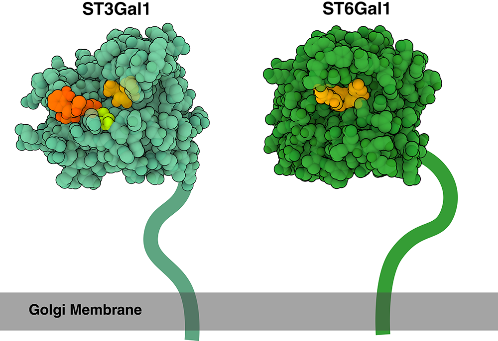 ST3Gal1 (light green) and ST6Gal1 (dark green) are attached to the Golgi membrane (gray) through a flexible linker, which is drawn schematically here. ST3Gal1 is shown bound to a product molecule (dark orange) and an acceptor sugar (light orange). The catalytic base is highlighted in light green. ST6Gal1 is shown bound to a α-2,6-linked sialic acid (light orange).