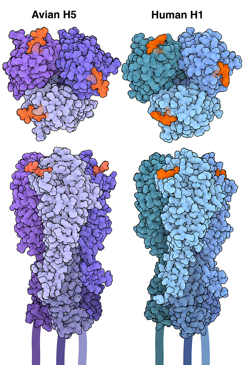 Hemagglutinin trimers bound to sialic acid receptor analogs (orange) are shown from the top view and side views. Avian H5 is shown in purple, and human H1 is shown in blue.