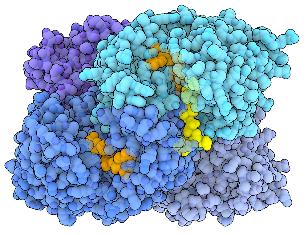 The enoyl-CoA carboxylases/reductases from Kitasatospora setae (PDB 6OWE) is a tetramer. NADPH, shown in orange, acts as an electron donor, while the substrate, an enoyl-CoA molecule, is shown in yellow.
