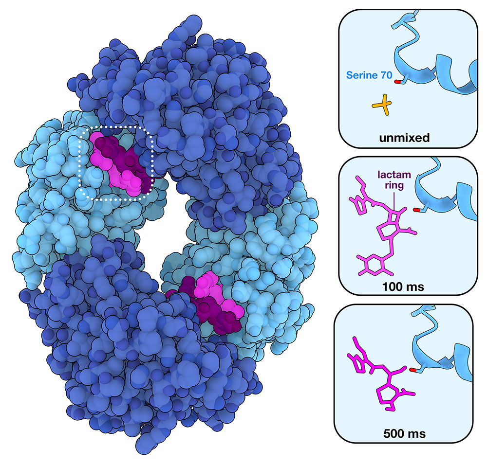 Mycobacterium tuberculosis β-lactamase BlaC forms a tetramer. Only two of the subunits (light blue) were observed to catalyze β-lactam cleavage. Two molecules of the β-lactam antibiotic ceftriaxone are bound in the active site, but only one of them (shown in brighter pink) is cleaved. Insets on the right side show snapshots prior to addition of the antibiotic (6B5X), 100 ms after antibiotic is mixed (6B68) and 500 ms after mixing (6B69). Between 100 and 500 ms, the lactam ring is cleaved.