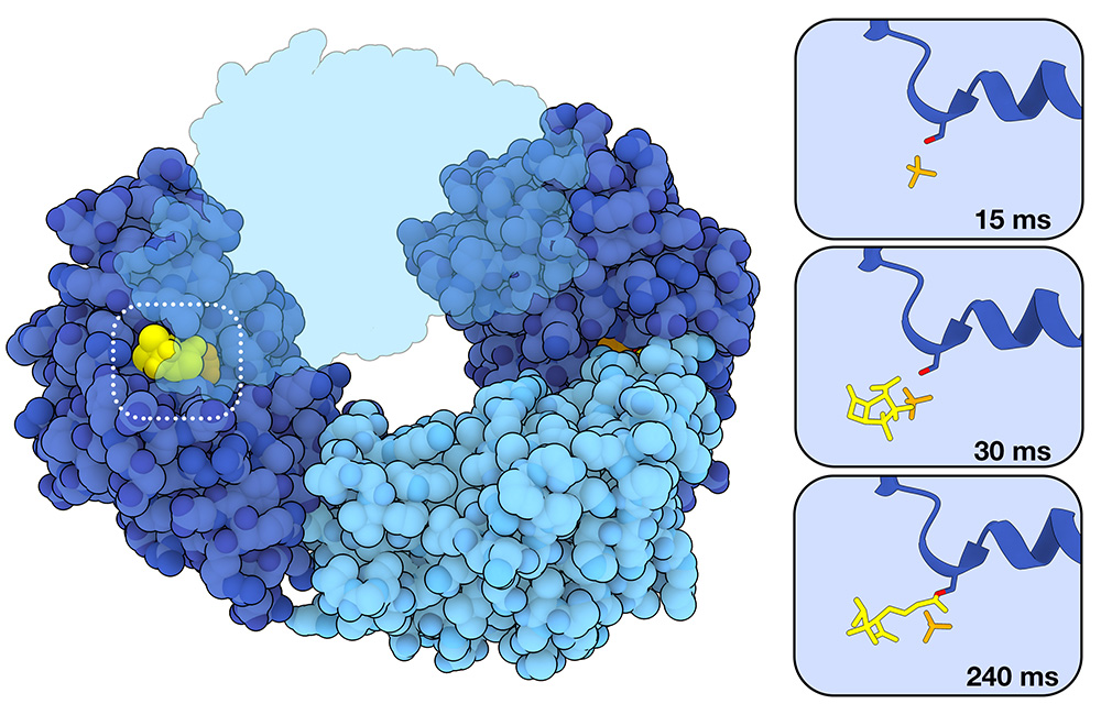 Sulbactam (yellow) is a β-lactamase inhibitor. It is able to bind in the active site and covalently bond to the catalytic serine, preventing BlaC from binding and cleaving new antibiotic substrates. The topmost light blue subunit is shown as semi-transparent to better visualize sulbactam binding.