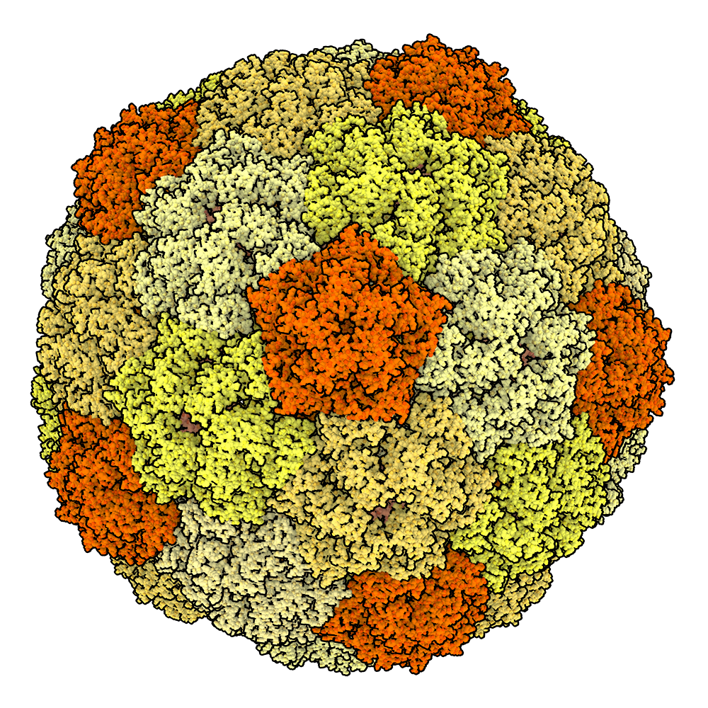 dArc1 (6TAP), a homolog of mammalian Arc found in fruit flies, forms icosahedral capsids made up of hexamers (yellow) and pentamers (orange).