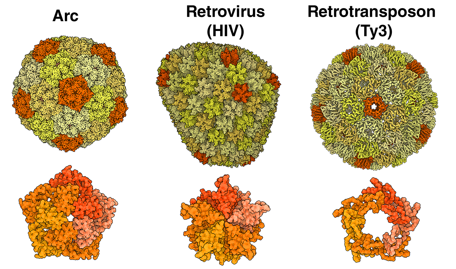 A comparison of the structures of dArc1 (capsid: 6TAP; pentamer: 6TAR), the retrovirus HIV (capsid: 3J3Q; pentamer: 7URN), and the retrotransposon Ty3 (6R24). Pentamers are shown in orange, and hexamers in yellow in the upper panel. In the lower panel, pentamers are shown with monomers colored in different shades of orange.