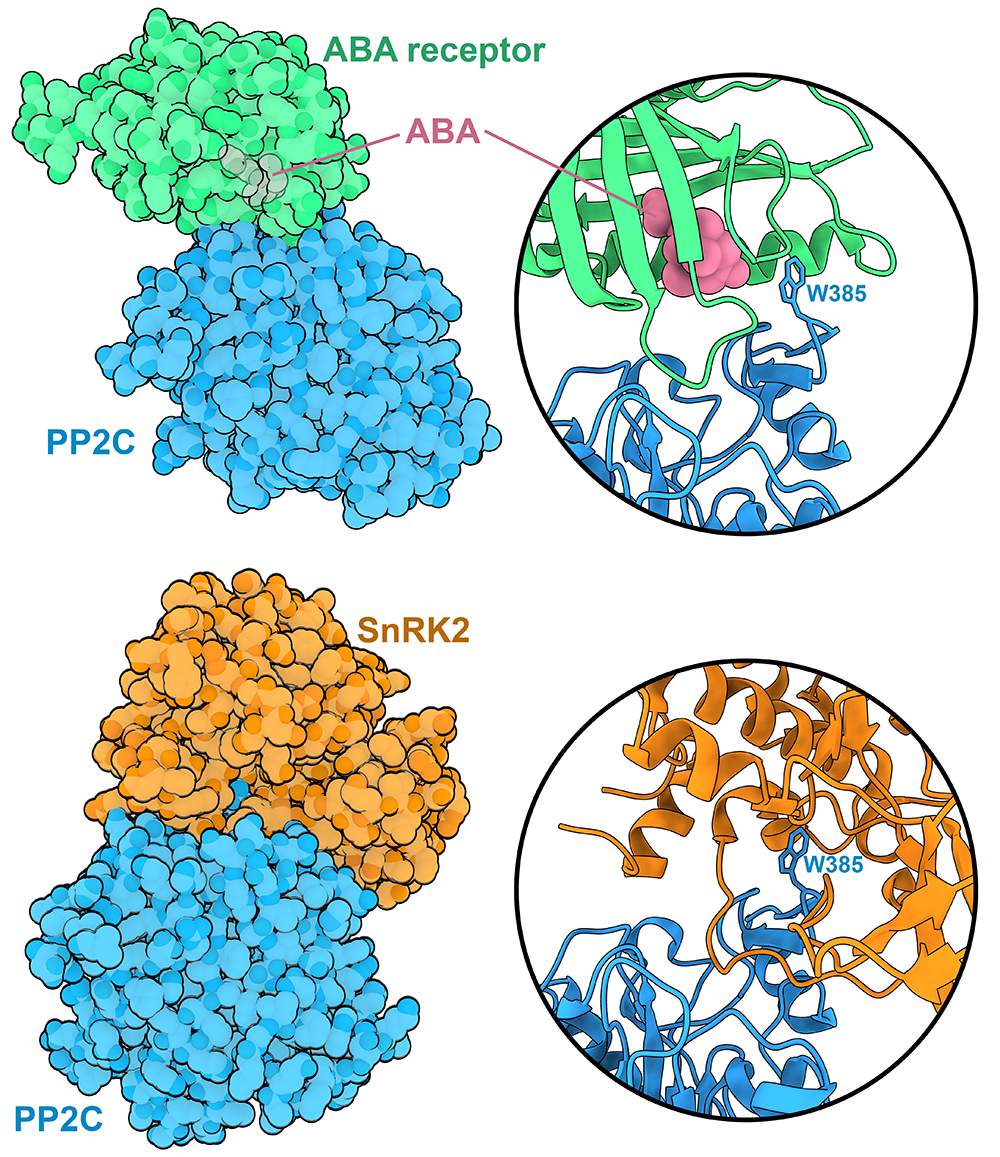 PP2C (blue) binds to ABA-bound ABA receptors (top, green, PDB 3KB3 ) as well as to SnRK2s (orange, bottom, PDB 3UJG). Circles on the right show a zoomed-in view of the binding site, highlighting the role of a conserved tryptophan (W385 in the PP2C HAB1).