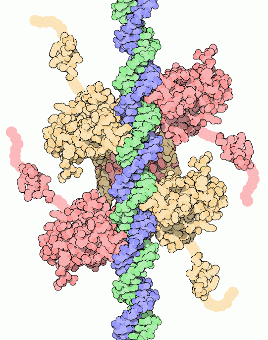 Model of p53 tumor suppressor bound to DNA.