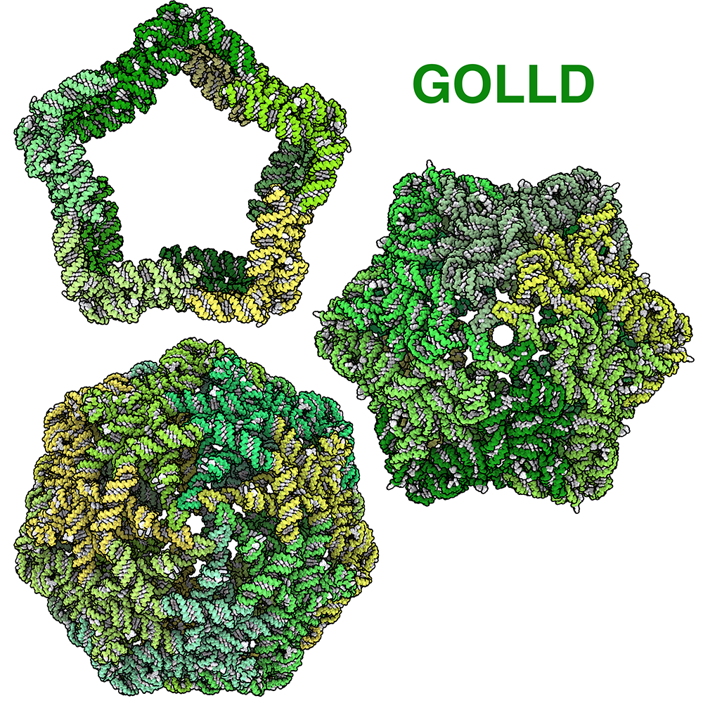 GOLLD RNA complexes have been solved as 10-subunit (top left, pdb_00009lee), 12-subunit (right, pdb_00009l0r), and 14-subunit (bottom left, pdb_00009mee) structures.
