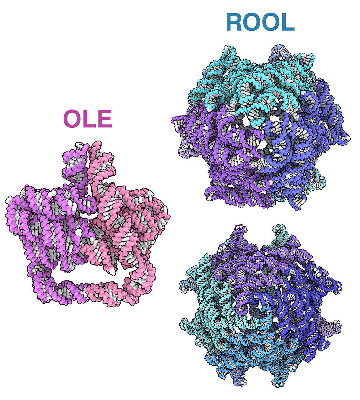 OLE RNA from Clostridium botulinum (pdb_00009lcr) is shown in pink on the left. ROOL RNAs can form cages built from 6 (right, top, pdb_00009j6y) or 8 (right, bottom, pdb_00009mds) subunits.