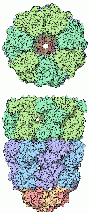 Protein chaperonin GroEL-GroES.