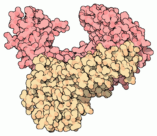 PDB-101: Molecule of the Month: HIV Reverse Transcriptase