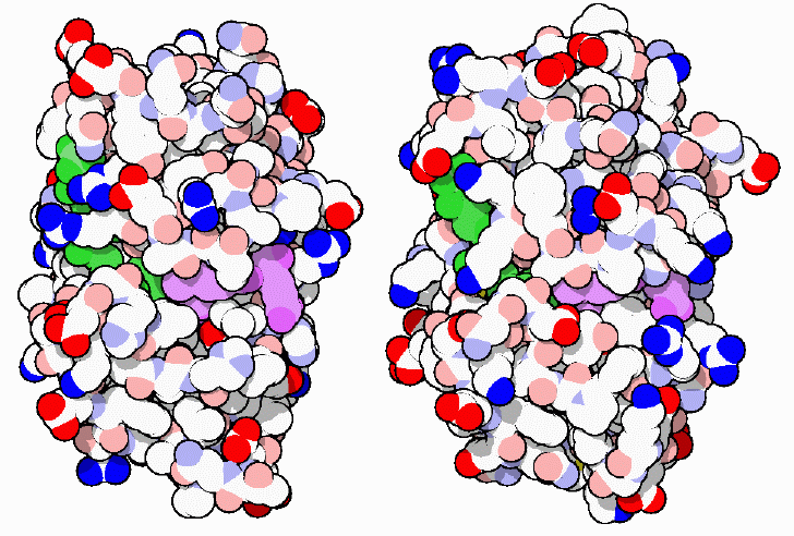Bacterial (left) and human (right) dihydrofolate reductase.