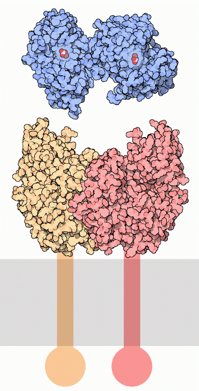 Transferrin and transferrin receptor. The portion crossing the membrane, which is not included in the structure, is shown schematically.