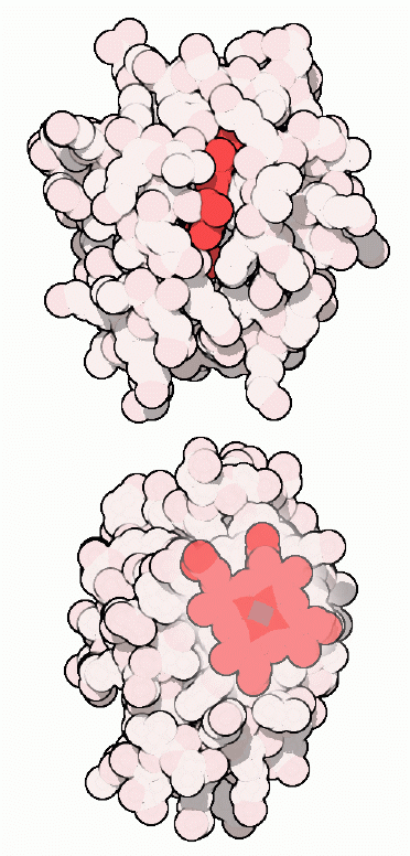Cytochrome c, with heme in red.