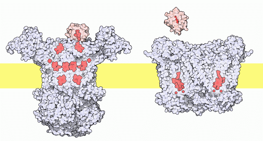 Cytochrome c transfering electrons to cytochrome bc1 (left) and cytochrome c oxidase (right). The membrane is shown schematically in yellow.