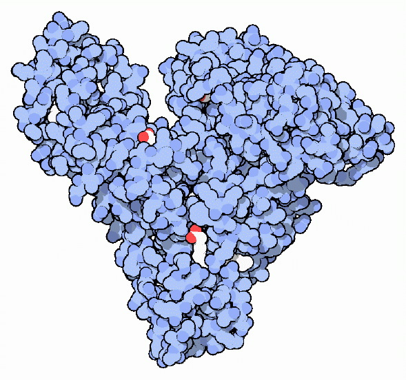 Serum albumin, with bound fatty acids in white and red.