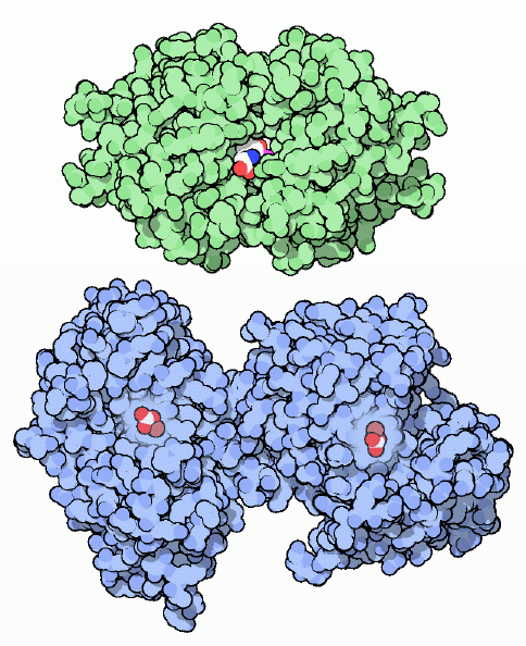 Transferrin (top) and transthyretin (bottom).