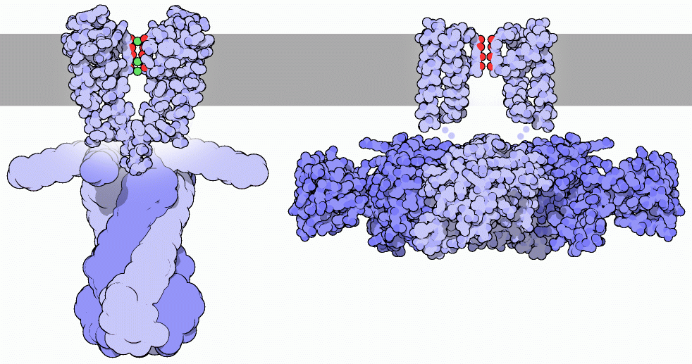 Potassium channels KcsA (left) and MthK (right).