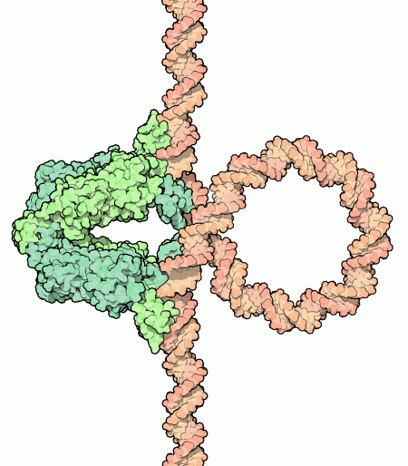 Model of lac repressor bound to a loop of DNA.