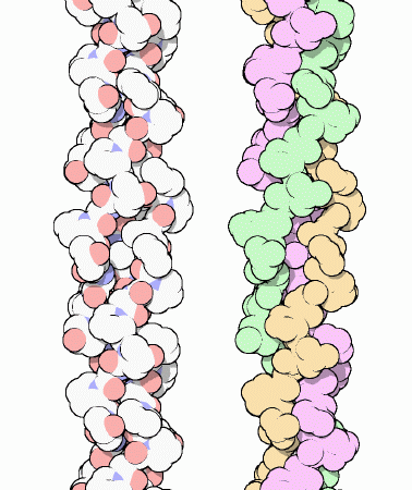 A small portion of collagen, colored by atom (left) and colored to highlight the three chains (right).