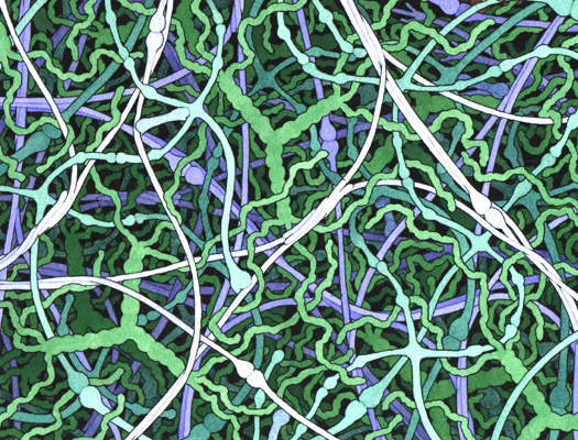 Illustration of basement membrane, with collagen in shades of blue.