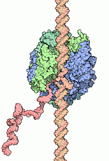 Model of RNA polymerase in action.