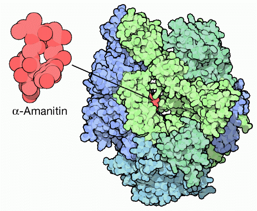 Inhibition of RNA polymerase by mushroom toxin alpha-amanitin.