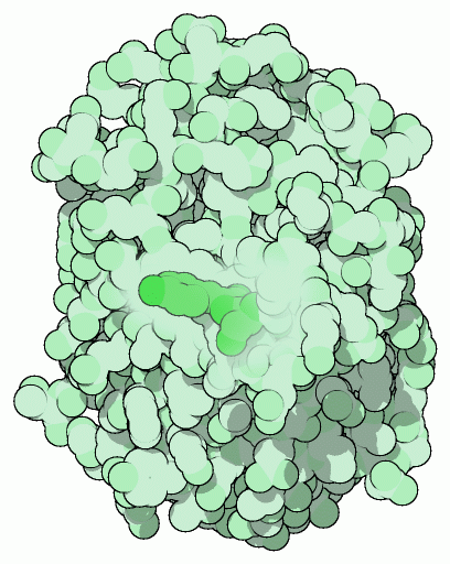 Green flourescent protein.