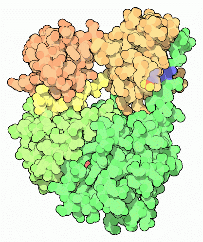 Src tyrosine kinase, with the phosphorylated tyrosine in blue.