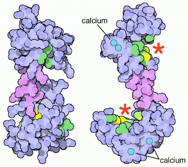 Protein motion in calmodulin: without calcium (left) and with calcium (right). Sites that bind to target proteins are shown with stars.
