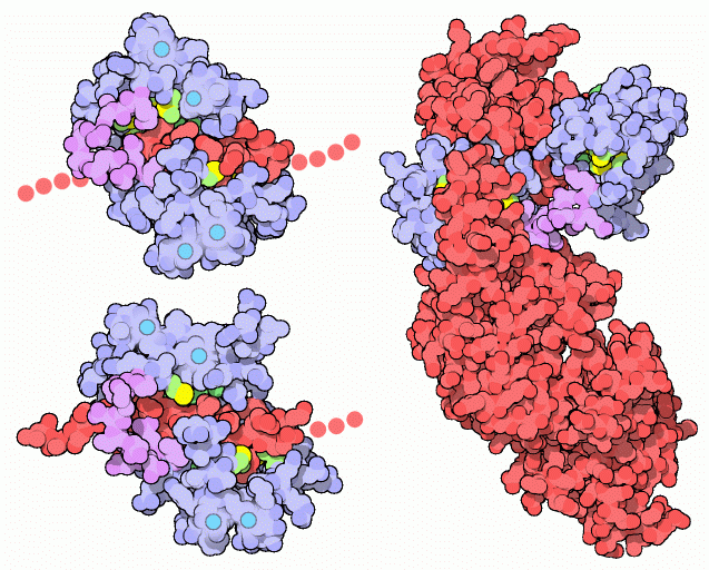 Complexes of calmodulin with target proteins: with peptides from calmodulin-dependent protein kinase II-alpha (top left) and myosin light chain kinase (top right), and with anthrax edema factor (right).