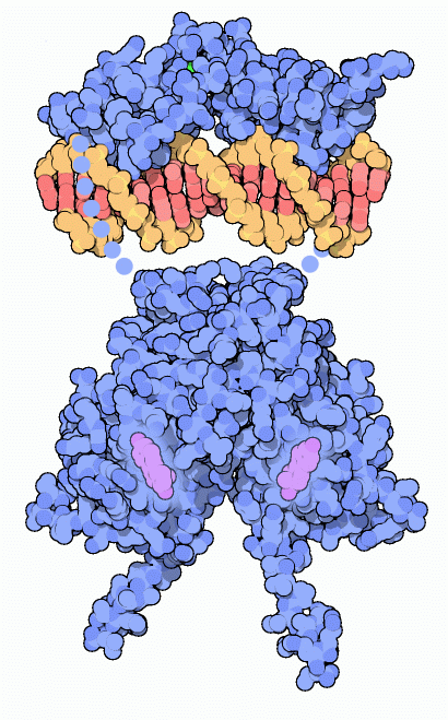 Estrogen receptor bound to a short piece of DNA. Flexible portions of the protein that are not included in the structures are shown schematically with dots.