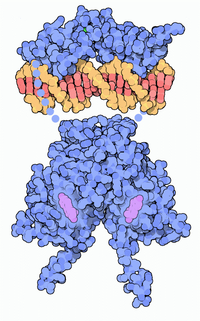 Pdb 101 Molecule Of The Month Estrogen Receptor