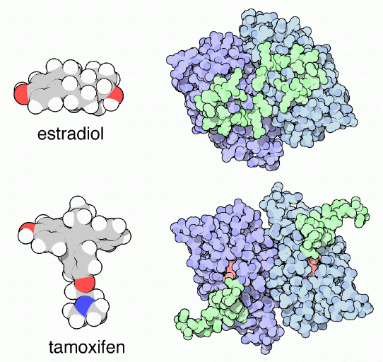 Ligand-binding domain of estrogen receptor with estradiol (top) or tamoxifen (bottom).