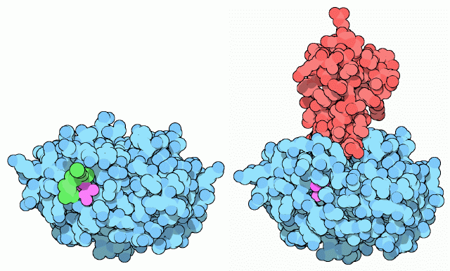 Trypsinogen (left) and trypsin with trypsin inhibitor (red, right)
