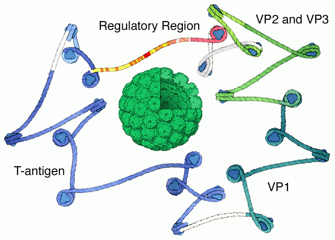 SV40 capsid (center) and DNA genome with nucleosomes.
