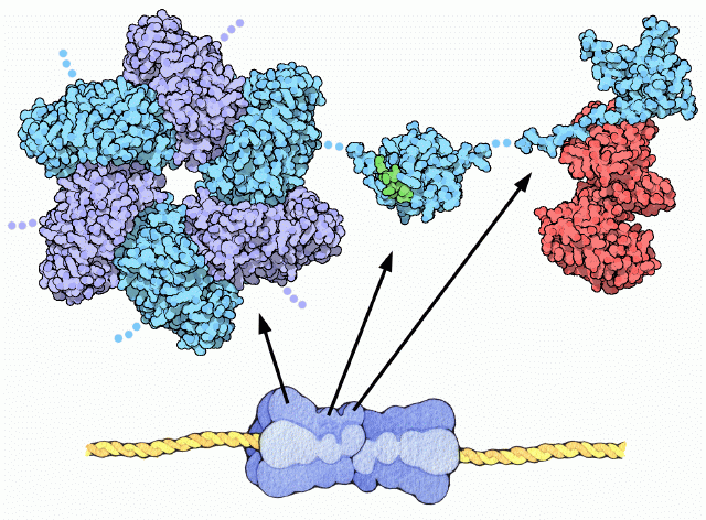 T-antigen protein. Flexible portions of the structure are shown schematically with dots.