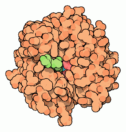 Inhibitor (green) bound in the active site of carbonic anhydrase.