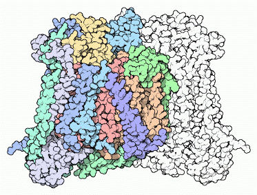 Cytochrome c oxidase colored to show the different protein subunits.