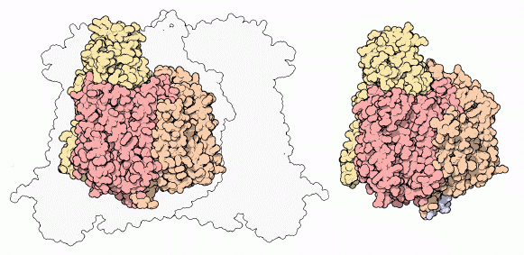 Bovine (left) and bacterial (right) cytochrome c oxidase.