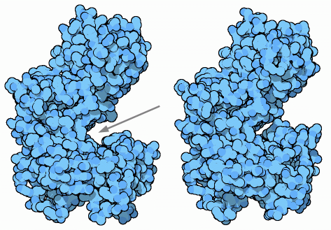 Induced fit motion in yeast hexokinase: open form (left) and closed form (right).