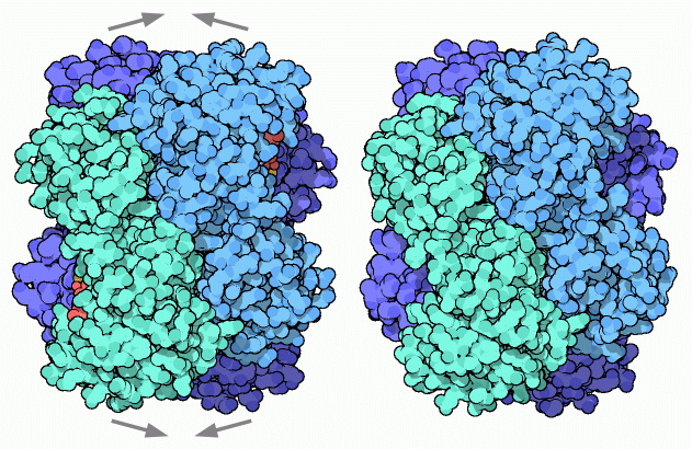 Allosteric motions in phosphofructokinase: active state (left) and inactive state (right).