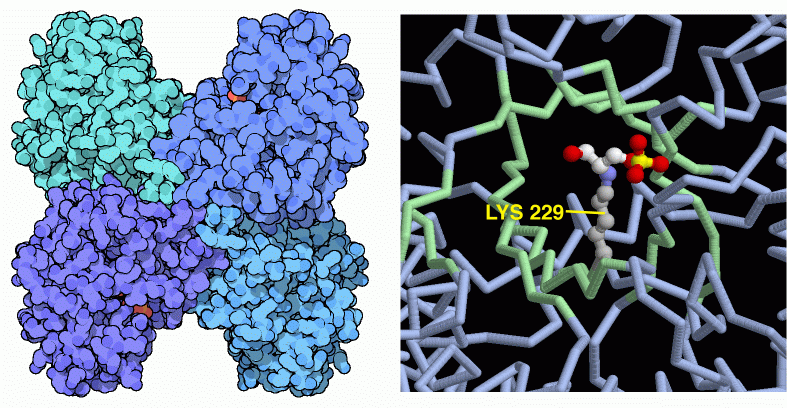 Fructose 1,6-bisphosphate aldolase, with a close up of a substrate bound in the active site (right).