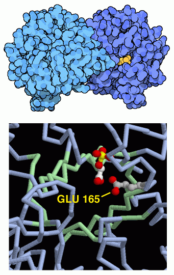 Triose phosphate isomerase, with a close up of a substrate bound in the active site (bottom).