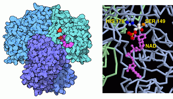 Glyceraldehyde-3-phosphate dehydrogenase, with a close-up of the active site (right).