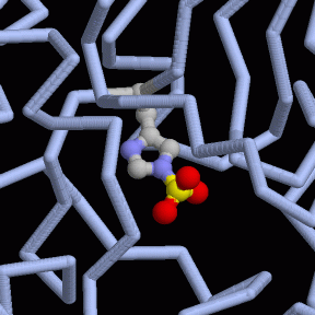 Close-up of the active site histidine in bacterial phosphoglycerate mutase.