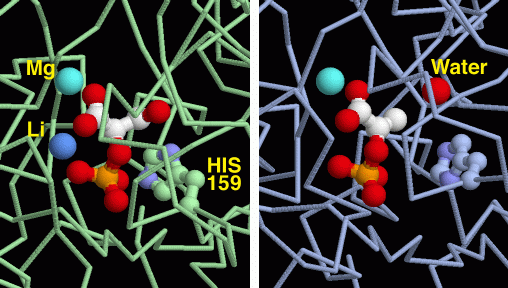 Active site of enolase. The left image shows the molecule before the reaction has started and the right image shows the molecule after the water has been removed.